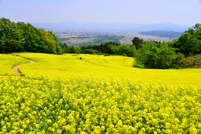 菜の花畑