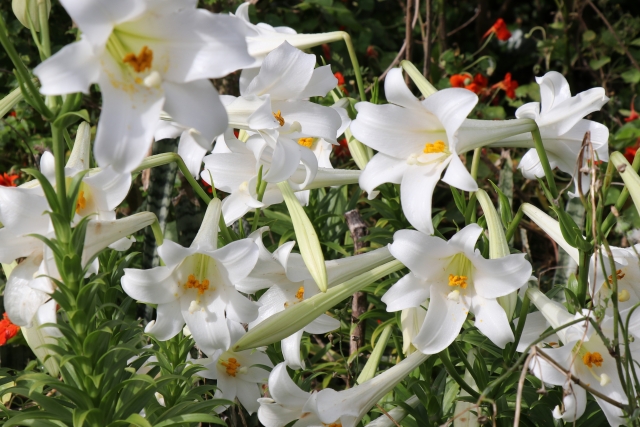 白いユリの花