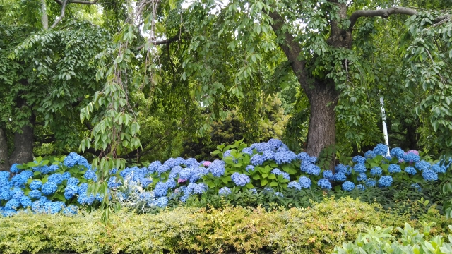 地植えで咲いたアジサイの写真